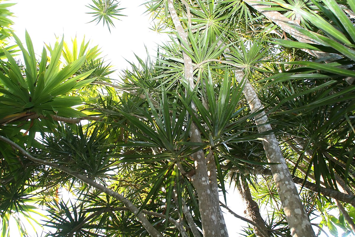 Dracaena marginata hojas caidas