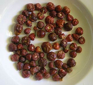 <span class="mw-page-title-main">Dundicut</span> Dark red chili peppers grown in Sindh Pakistan