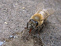 Thirsty Worker Bee