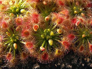 Drosera callistos Brookton 2.jpg