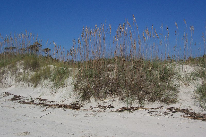 File:Dunes on Waties Island.JPG