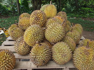 <span class="mw-page-title-main">Durian</span> Fruit with thorn-covered rind