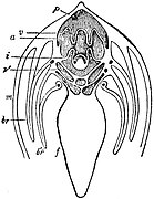 Category:Bivalvia internal anatomy schemes (whole body) - Wikimedia Commons