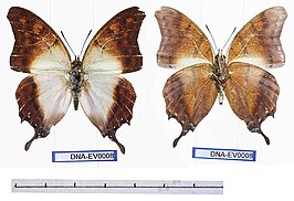 Charaxes zoolina