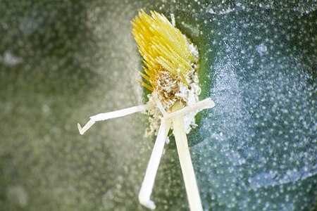 Eastern Prickly Pear Cactus Spines.jpg