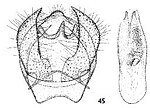 Thumbnail for Ectoedemia hendrikseni