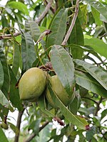 Egg Fruit.jpg