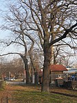 11 English oaks (Quercus robur), 2 oak trees (Quercus cerris)