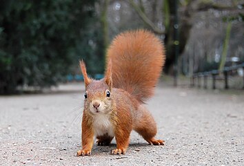 Eichhörnchen im Hofgarten (2007)