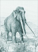 Le plus gros animal du site de Terra Amata, l'éléphant antique