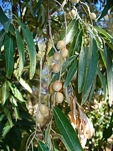 Elaeagnus angustifolia Fruits