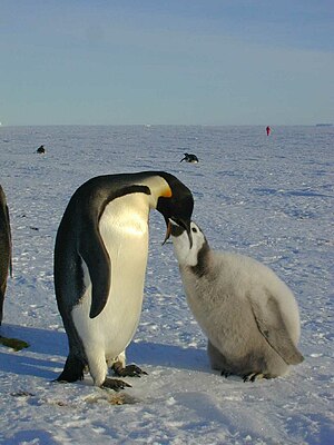 皇帝企鹅: 生活习性, 繁殖, 保护状况