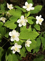 花は白色で、茎先に散形状花序に3-6個つき、上向きに咲く。花弁状の萼片は4-5個あり、先は鋭形で平開する。