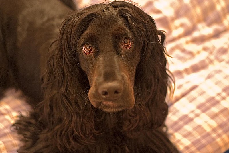 File:English Cocker Spaniel 3.jpg