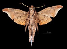 Enyo cavifer MHNT CUT 2010 0 527 - Tingo Maria, Peru - male ventral.jpg