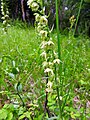 Epipactis muelleri Germany - Dietlingen