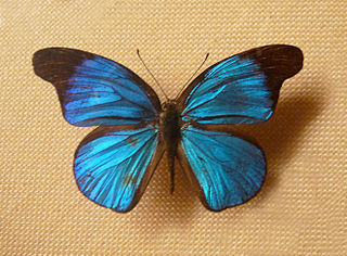 <i>Epitola posthumus</i> Species of butterfly
