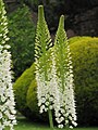 Inflorescences