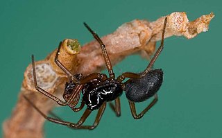 <i>Erigone</i> (spider) Genus of spiders