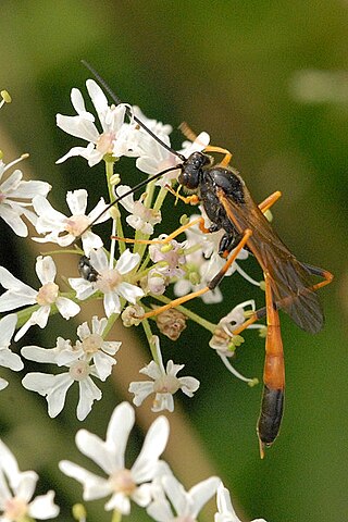 <span class="mw-page-title-main">Anomaloninae</span> Subfamily of wasps