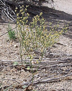 <i>Eriogonum ampullaceum</i> Species of wild buckwheat