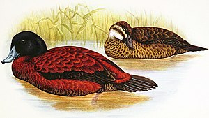 Male (left) and female (right) Maccoa ducks. ErismaturaMaccoaDavies2.jpg