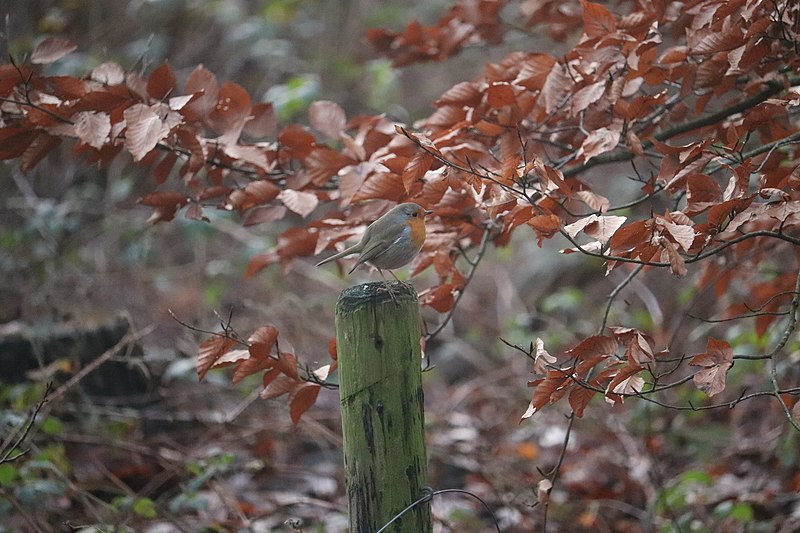 File:Erithacus rubecula 108970009.jpg