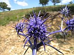 Eryngium ovinum.jpg