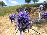 Eryngium ovinum