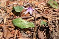 カタクリ Erythronium japonicum