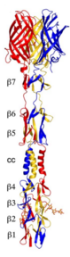 Dibuix en cinta dels dominis T3D s1 cos i cap en complex amb a-2,3-sialil·lactosa. Els monòmers s1 es mostren en vermell, blau i groc. El domini corporal consta de set repeticions triple b-espiral (b1-b7) i un domini a-helicoïdal enrotllat (cc) que s'insereix entre les repeticions b-espiral b4 i b5. La lligada a-2,3-sialil·lactosa es mostra en representació de pal i acolorida en taronja.