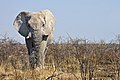 'n Olifantbul in die Nasionale Etoshawildtuin, suid van die pan.