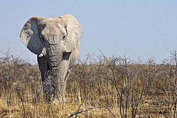 Loxodonta africana (Bush Elephant in the Etosha National Park)