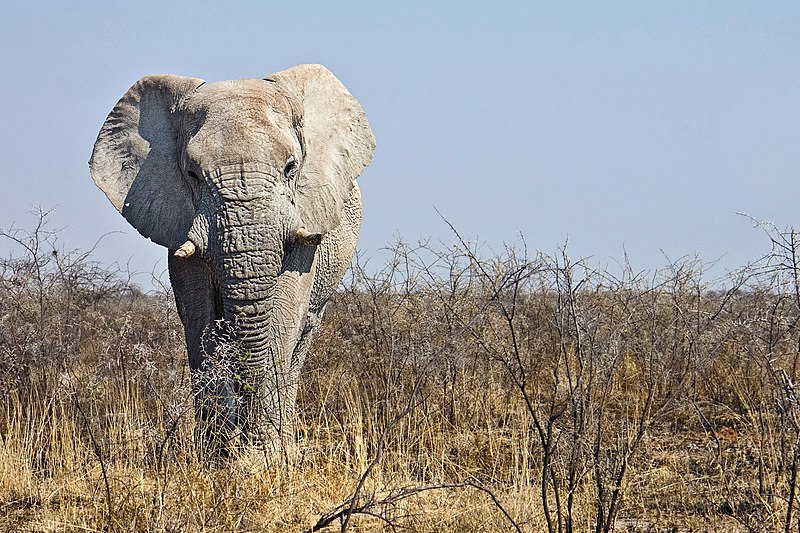 File:Etosha elefant.jpg