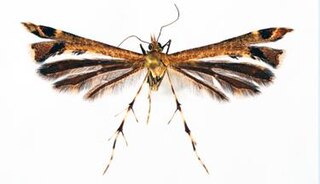 <i>Eucapperia bullifera</i> Species of plume moth