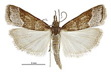 Eudonia feredayi male.jpg