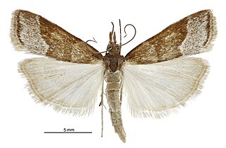 <i>Eudonia feredayi</i> Species of moth