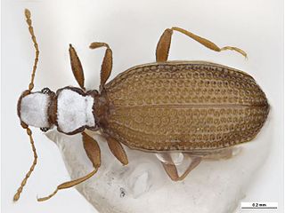 <i>Eufallia</i> Genus of beetles