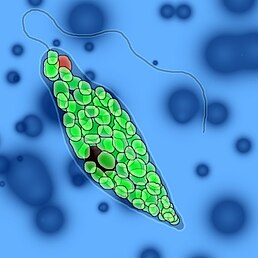 Euglena gracilis