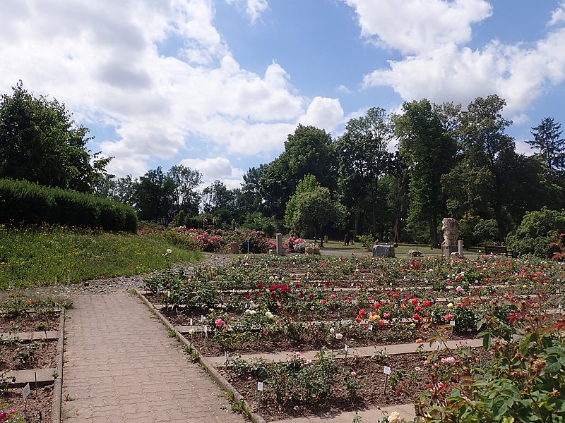 File:Europa-Rosarium Sangerhausen 2022-07-04 2885.jpg