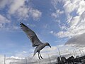 Larus argentatus zeemeeuw