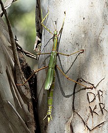 A female Eurycnema goliath on a Eucalyptus tree, a key habitat for the species and one of its primary food sources. Eurycnema goliath on tree.jpg