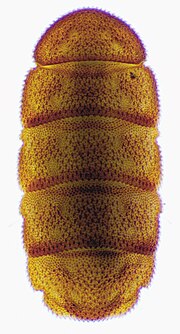 Thumbnail for File:Eurypauropus spinosus.jpg