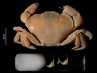 <i>Euryxanthops cepros</i> Species of crab