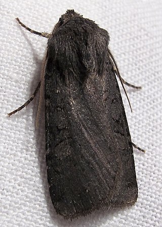 <i>Euxoa velleripennis</i> Species of moth