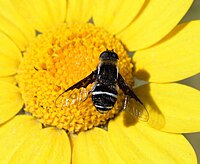 Exhyalanthrax afer (Bombyliidae) Bee fly