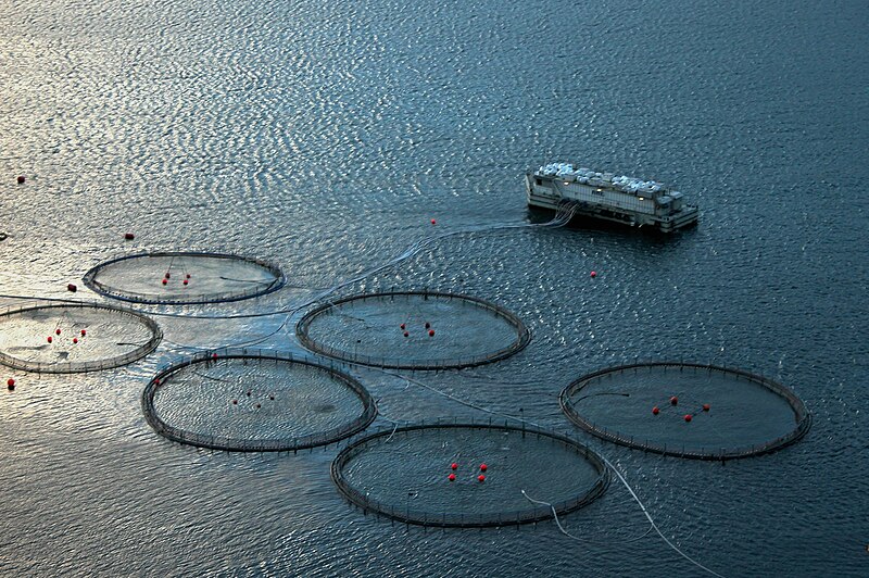 Are Sea Cucumbers a Cleanup Solution to Fish Farm Pollution