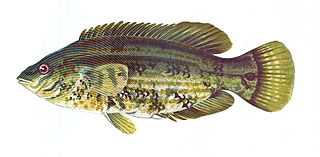 <span class="mw-page-title-main">Baillon's wrasse</span> Species of fish
