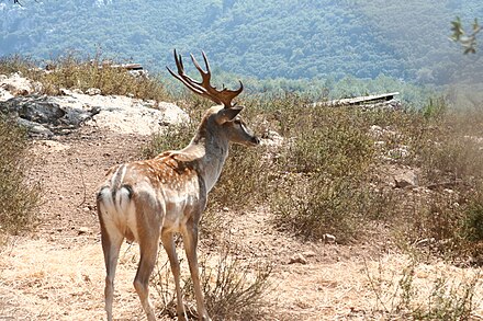 Persian fallow deer in Israel