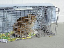 Best Humane Cat Traps - Lost Pet Research and Recovery